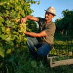 Front view vineyard male farm worker picks bunches grape from vine carefully attentively stack in a box. Winemaker smiles contentedly, the harvest has grown well. Background rows of vineyard.